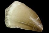 Mosasaur (Prognathodon) Tooth - Morocco #118881-1